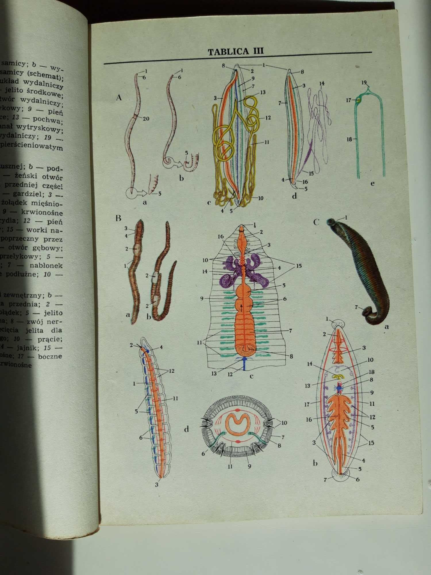 Zoologia. Podręcznik dla techników rolniczych. J.Dąbski i inni.