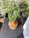 Anthurium luxurians, pedatoradiatum, philodendron majestic