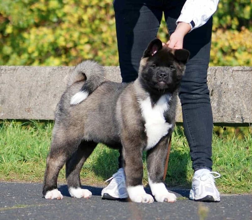 Akita Amerykańska  Himeko Hirrani  FCI