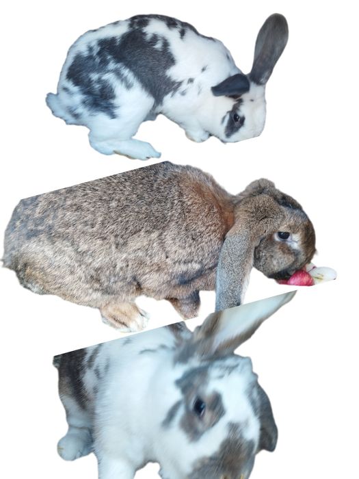 Królik eko Hodowla  Mięso