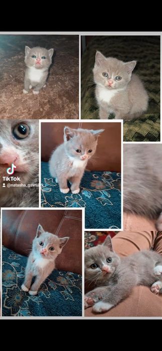 Продам лілового рідкісного окрасу хлопчика...