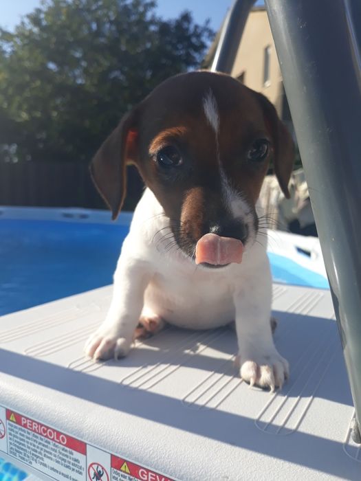 Чудесная красотка