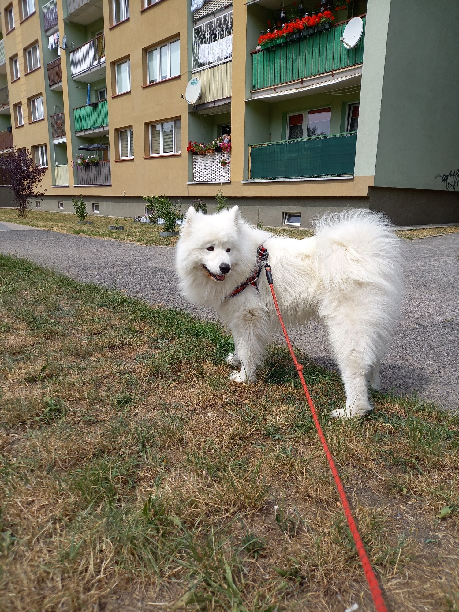 Dogsitter/opieka nad psami Legnica i okolice