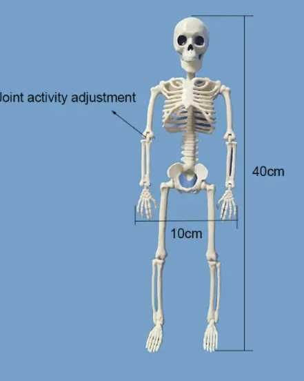 игрушка кукла анатомическая подвижная модель скелет человек 40см