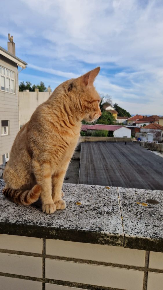 Gatinho para adoção