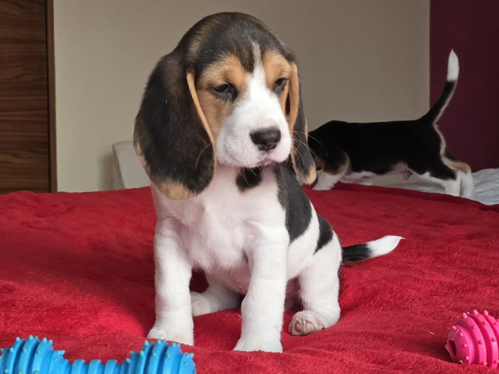 Piesek Beagle  ZkwP-FCI  Tricolor Po  Championach   .DNA .