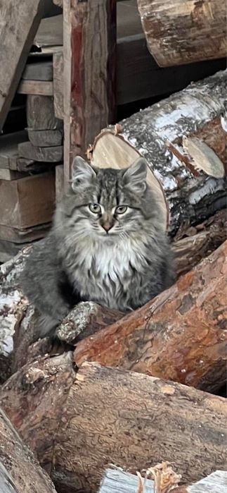 Шикарний красень котик підліток