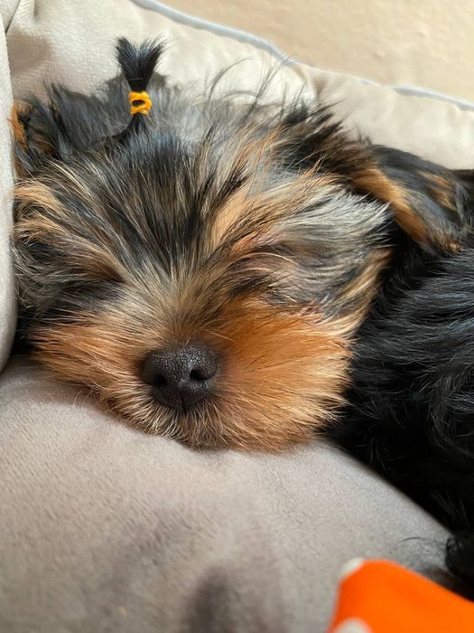 Міні йорк. Йоркширський тер'єр.