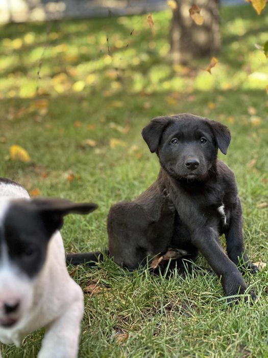 Oddam pieski w dobre ręce mieszane labradory