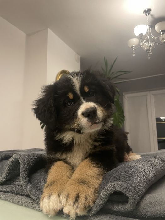 Szczeniak berneński mieszaniec