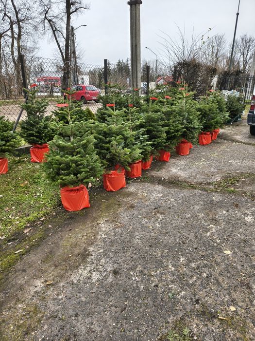 Choinki jodły w doniczce 150cm dostawa Puławska 416