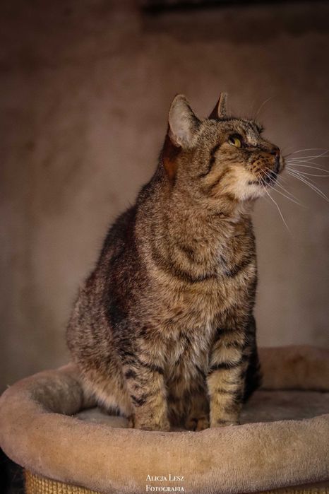 Doświadczona i kochająca kotka Łucja pragnie ciepłego domu