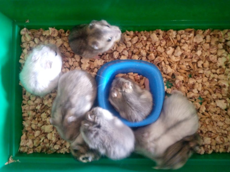 Джунгарский хомяк