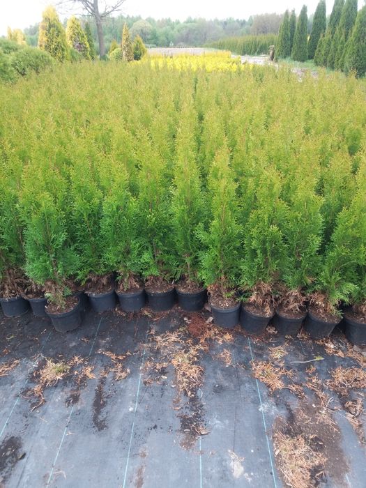 Tuja thuja szmaragd
