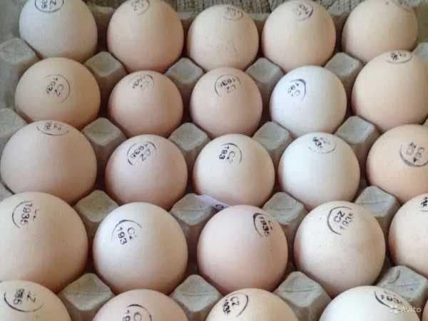 Інкубаційне яйце Іспанки Голошийка Угорське яйце