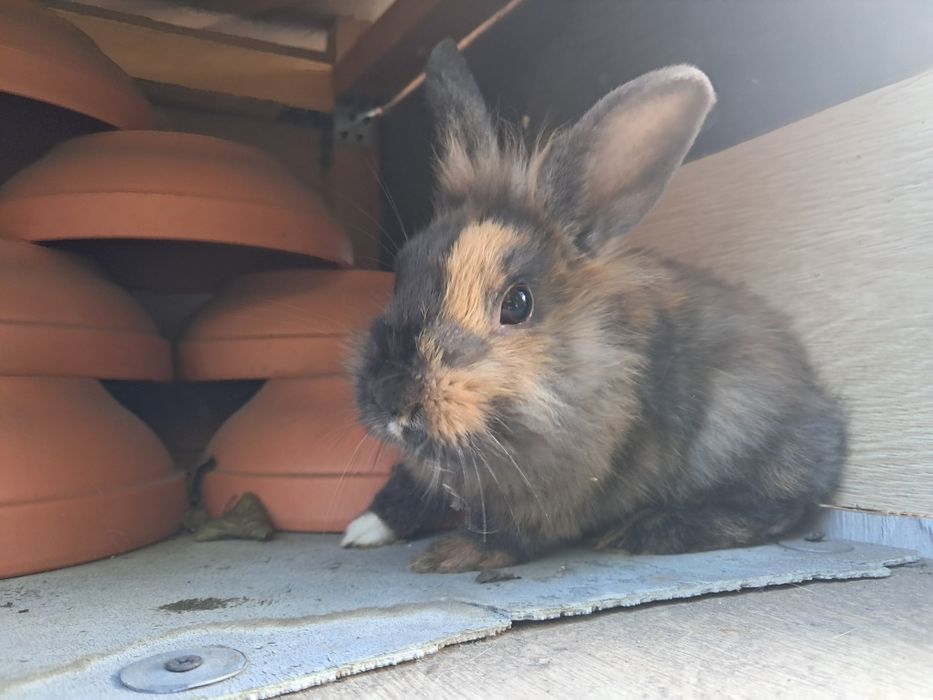 króliki miniaturki gotowe do odbioru