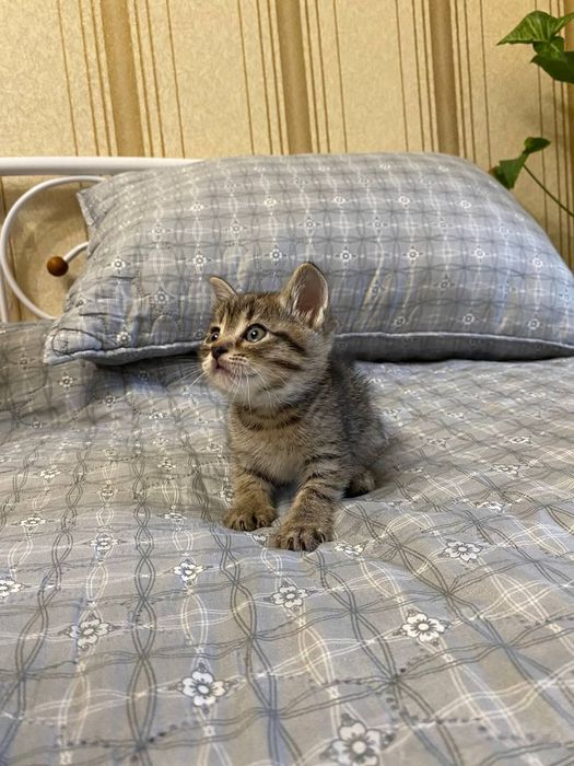 Віддаю кошенят полупородисті