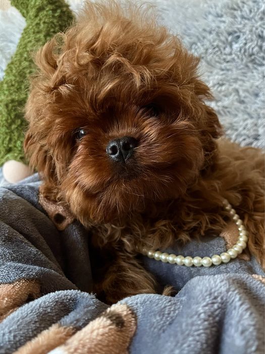 Невероятно красивый мальчик мальтипу, Кавапу