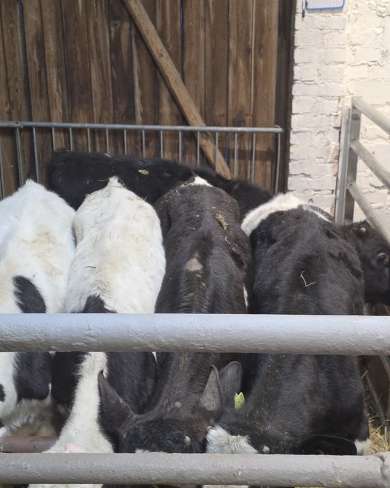 Byczki żarłaki 110/130 kg ze zdjec