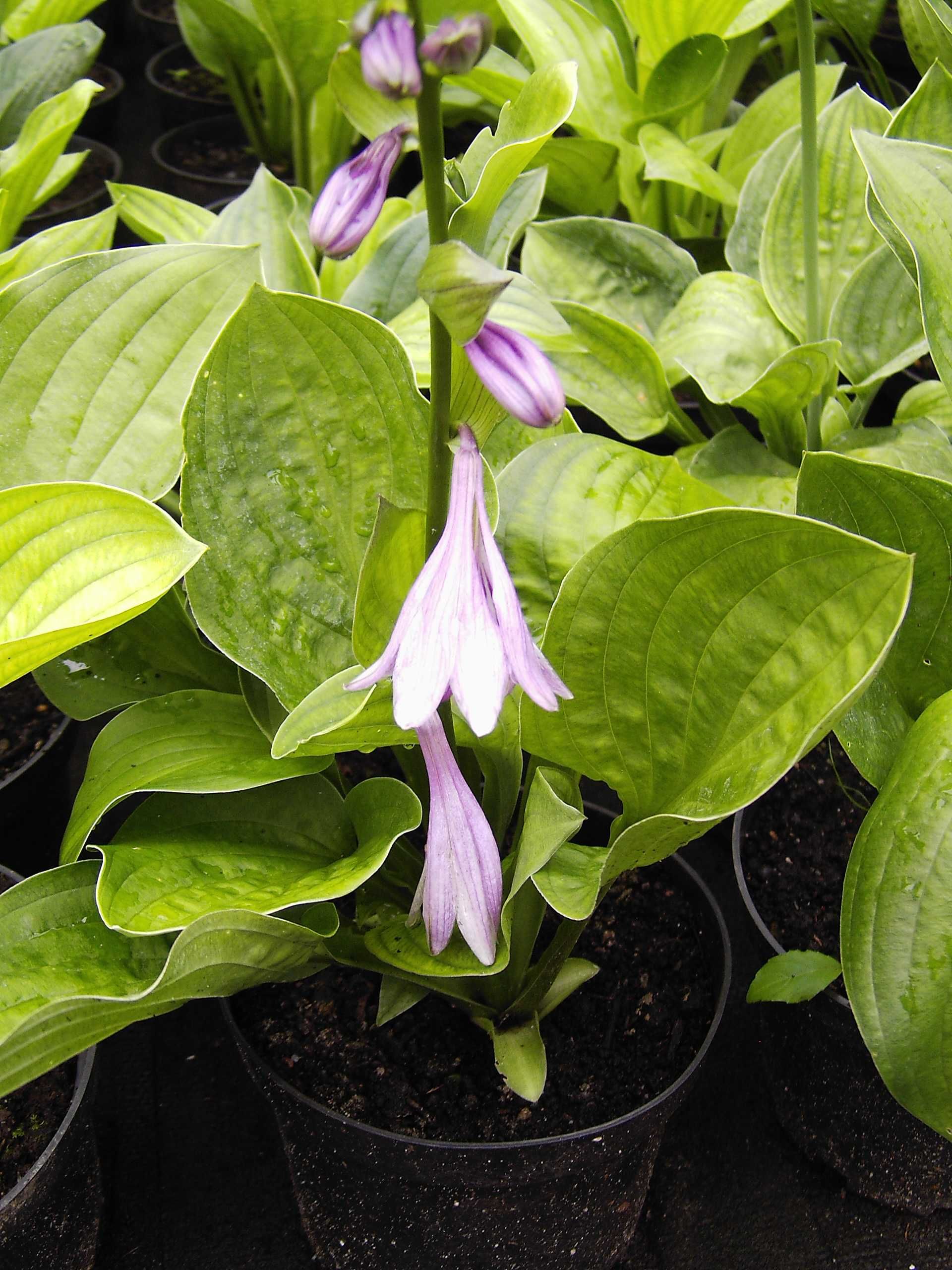 Funkia (Hosta) w doniczkach, mocne karpy