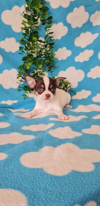 Estupendo chocolate chihuahua/chiuaua de Qualidade