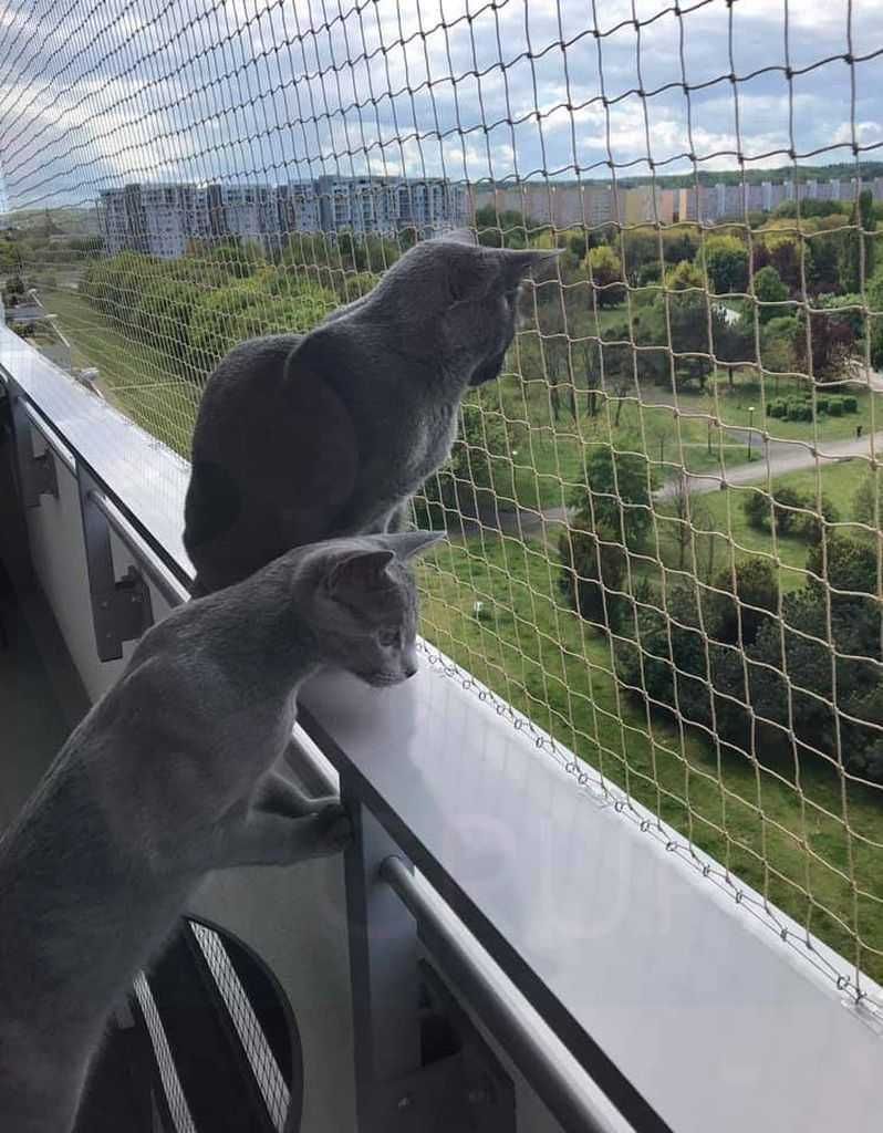 Siatka dla kota, siatka balkonowa, siatka przeciw ptakom na balkon