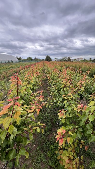 Саджанці / саженцы (персик, абрикос)