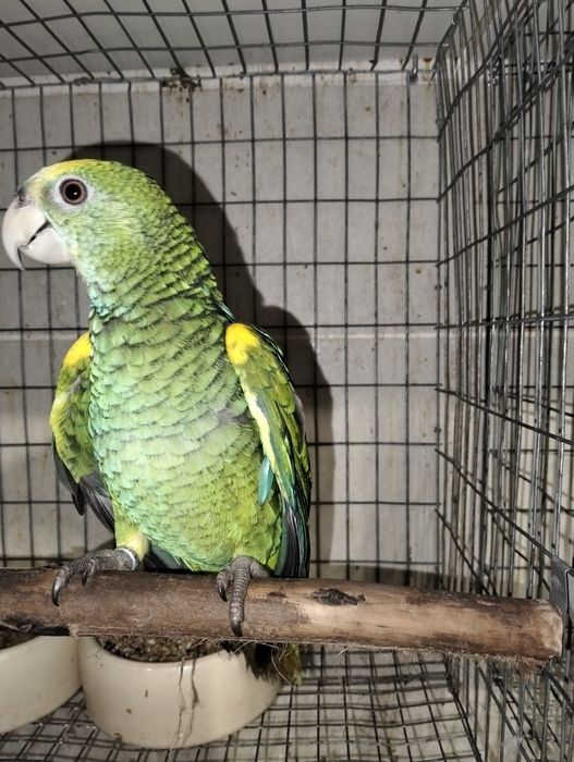 Disponível papagaios amazonas criados á mão