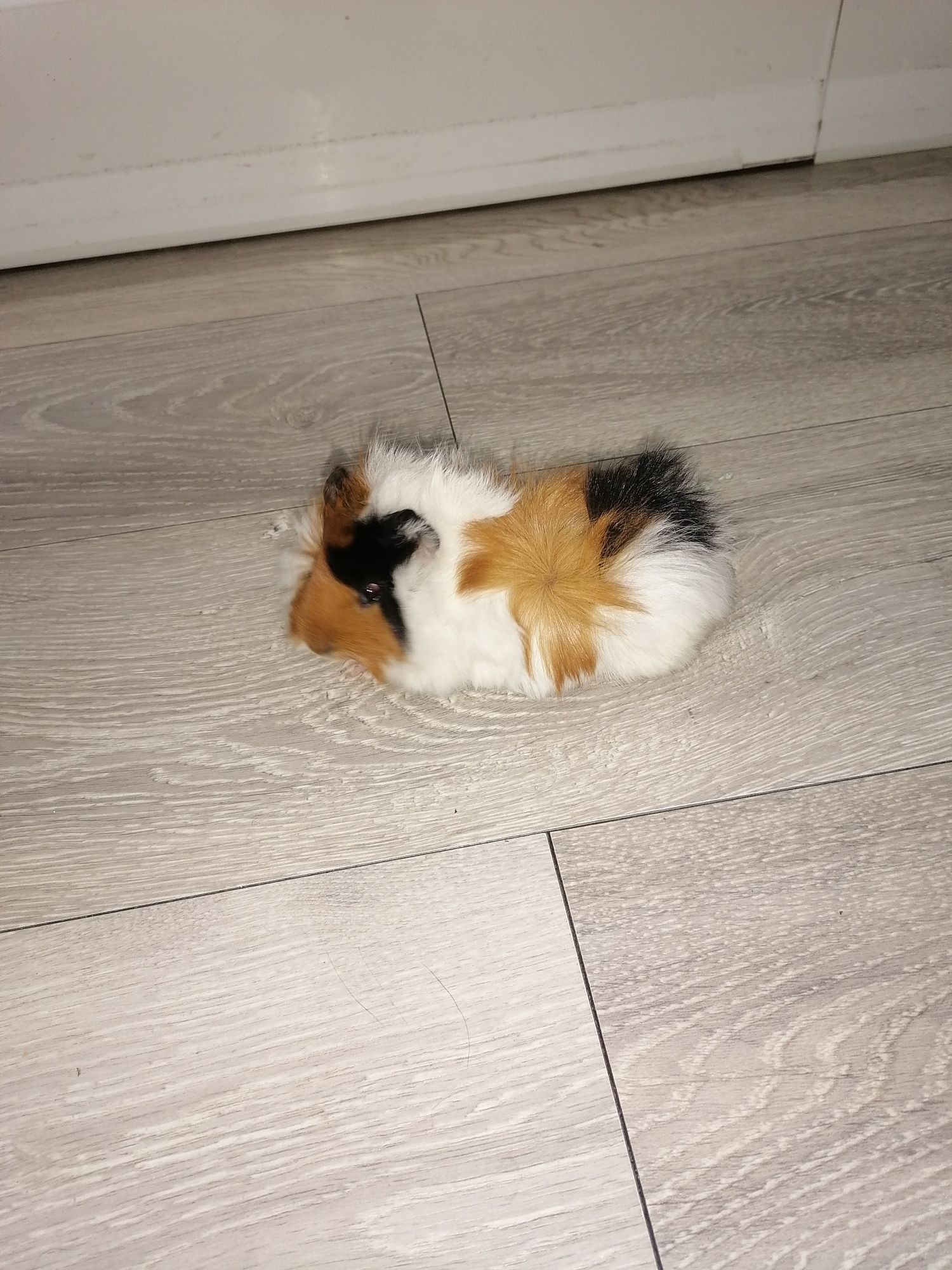 Świnki morskie oswojone
