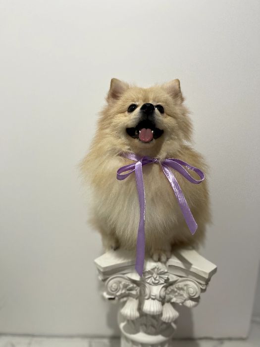 Всього 2 Чарівних Померанських шпіців