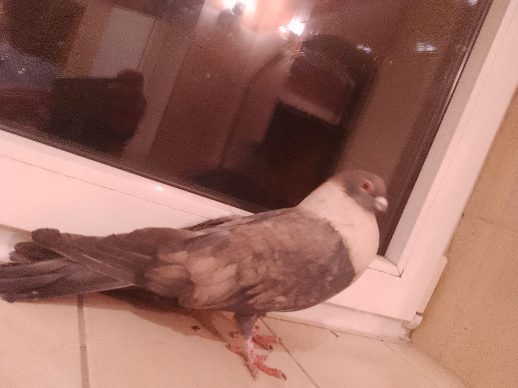 Swift Egipski, jerzyk, młode samce