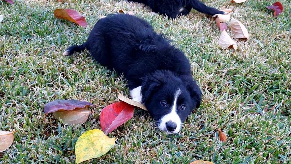 Collie preta e branca fêmea