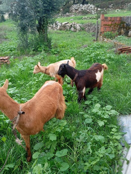 2 cabras e 1 chibo