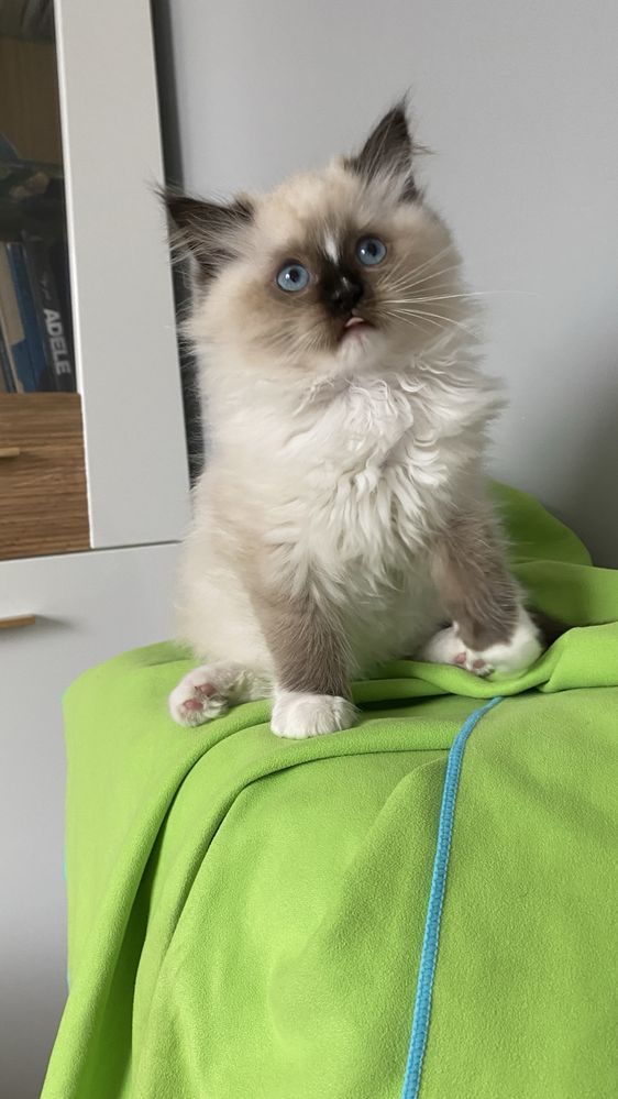 Kotka ragdoll do odbioru od zaraz rodowód FPL