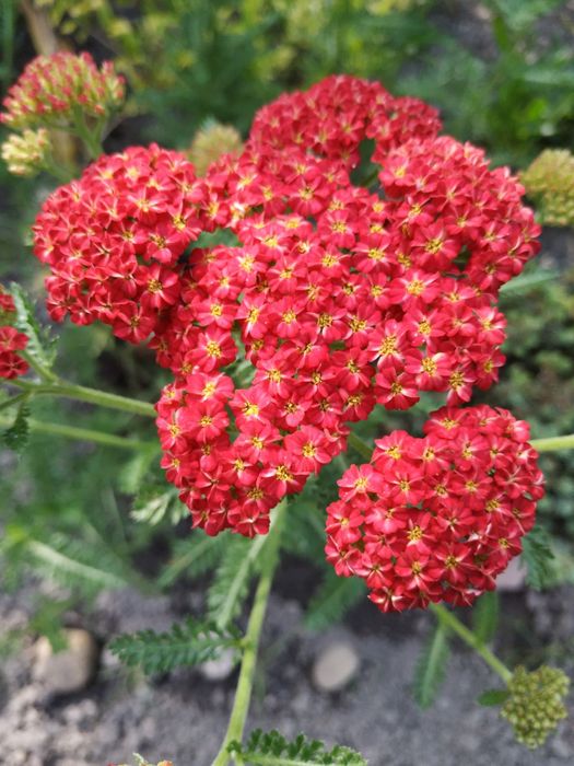 Деревій, морозник, астранція, платикодон, гравілат, лілійники, гіпсофі