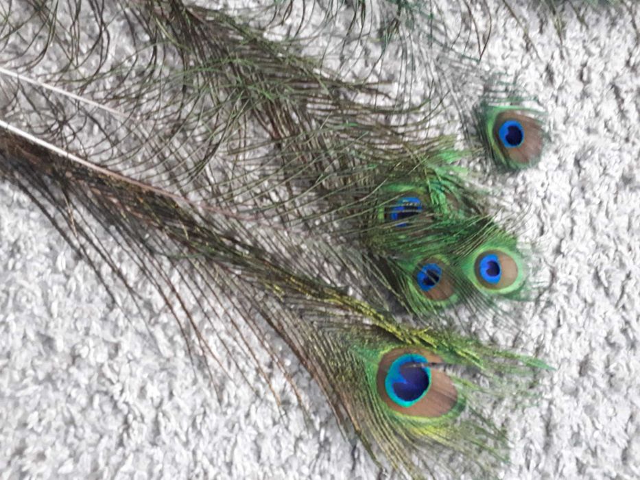 Pawie pióra piórka pawia  8szt. 35-45 cm