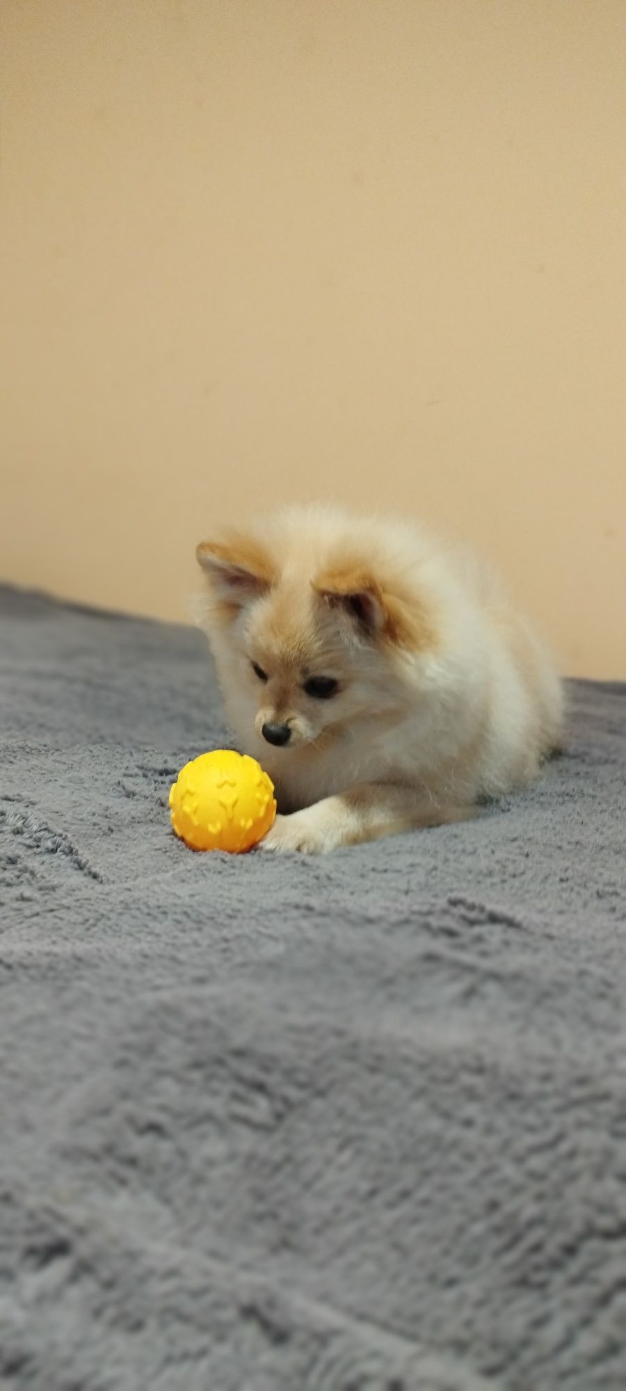 Szpic miniaturowy pomeranian chłopiec samiec
