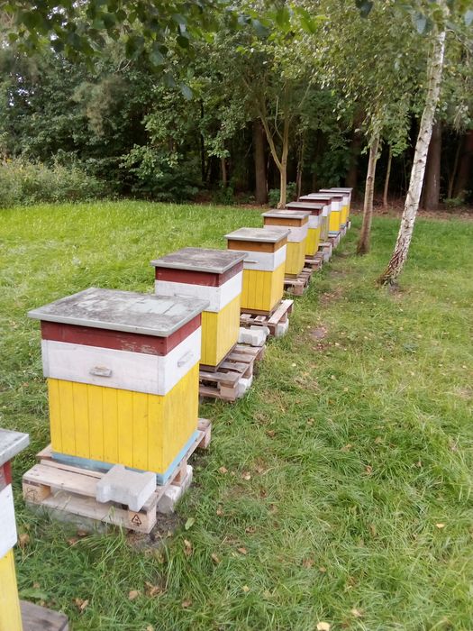 10 uli z rodzinami pszczelimi Zwoleń
