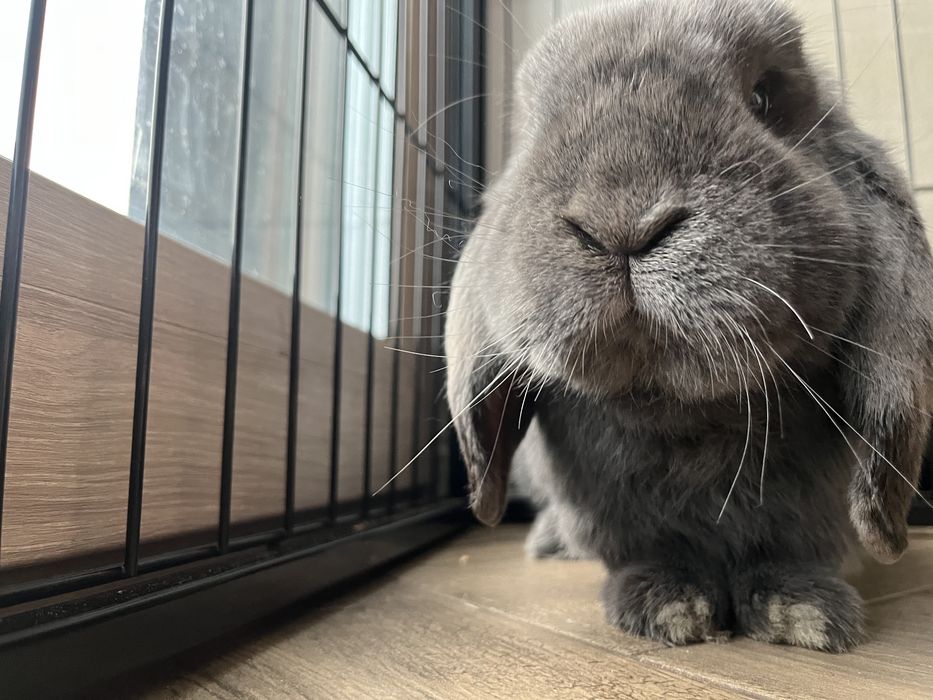 Krolik mini lop mini baranek