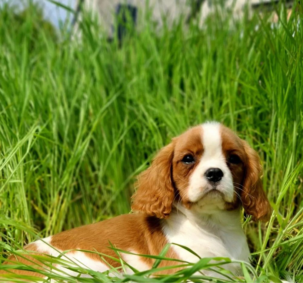 Cavalier King Charles Spaniel - piesek