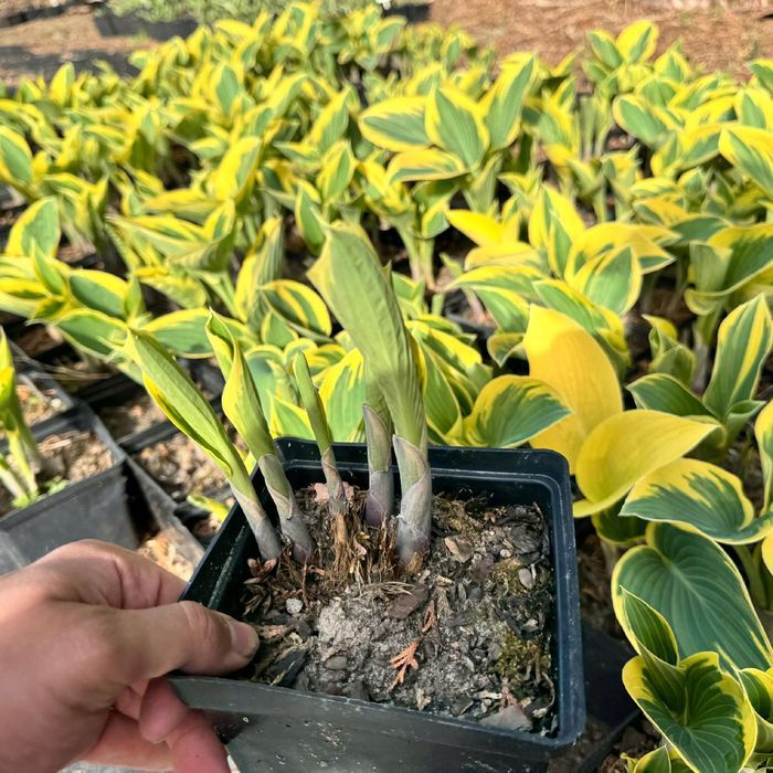 Funkia Hosta 'First Frost' W DONICZCE 2.0L Żółte brzegi, liście