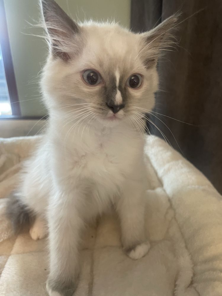 Ragdoll FPL/FIFE kot kocurek  kotka gotowe do zmiany domku