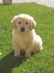 Golden Retriever piesek