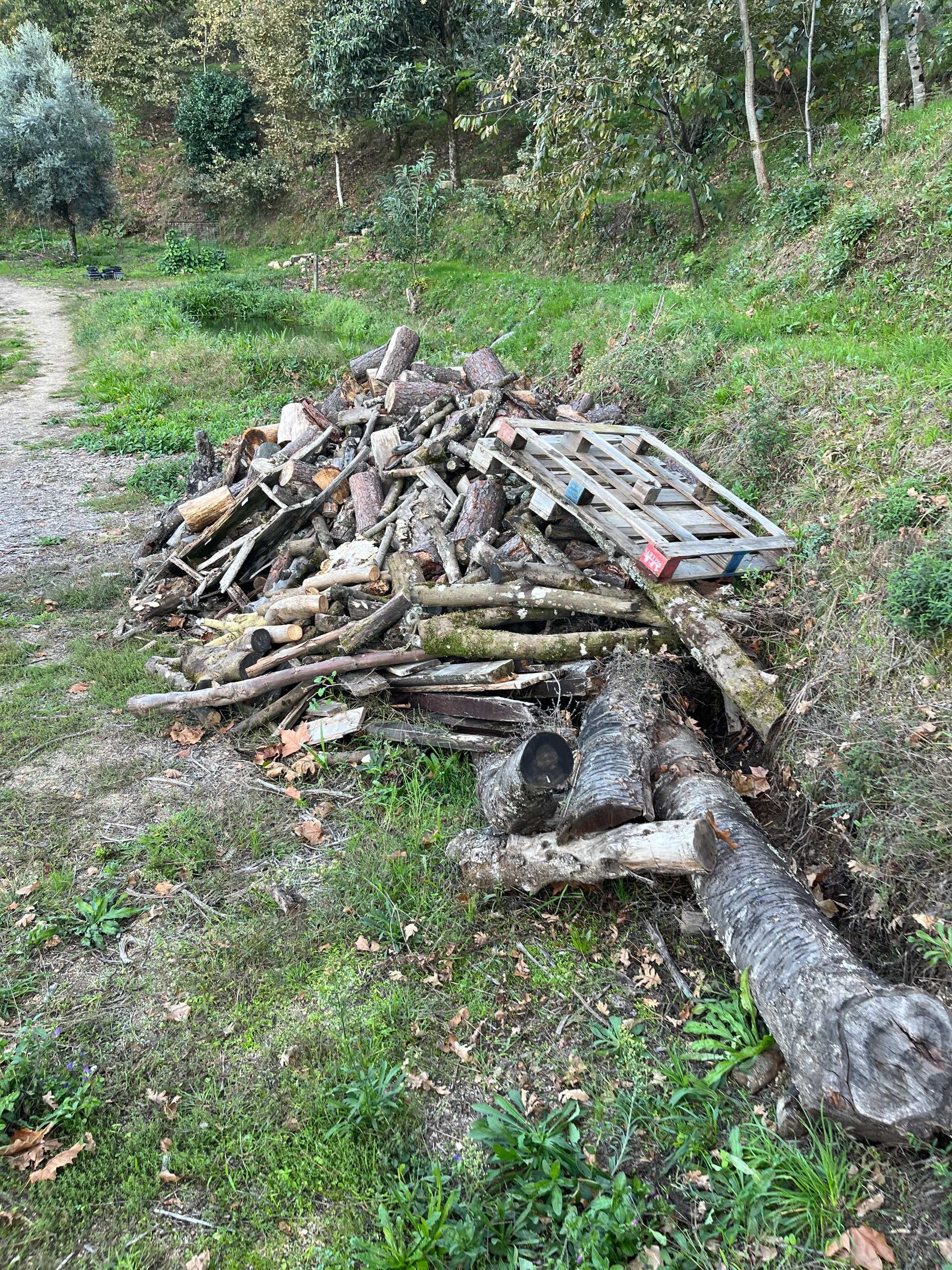 Vendo Lanha de Oliveira, Castanheiro, Plátano: