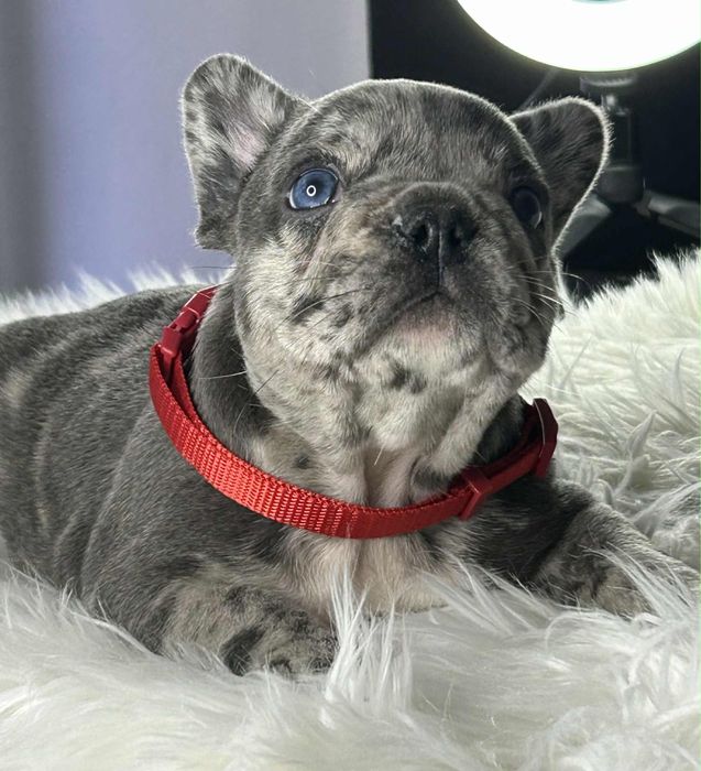 Buldog francuski Piesek