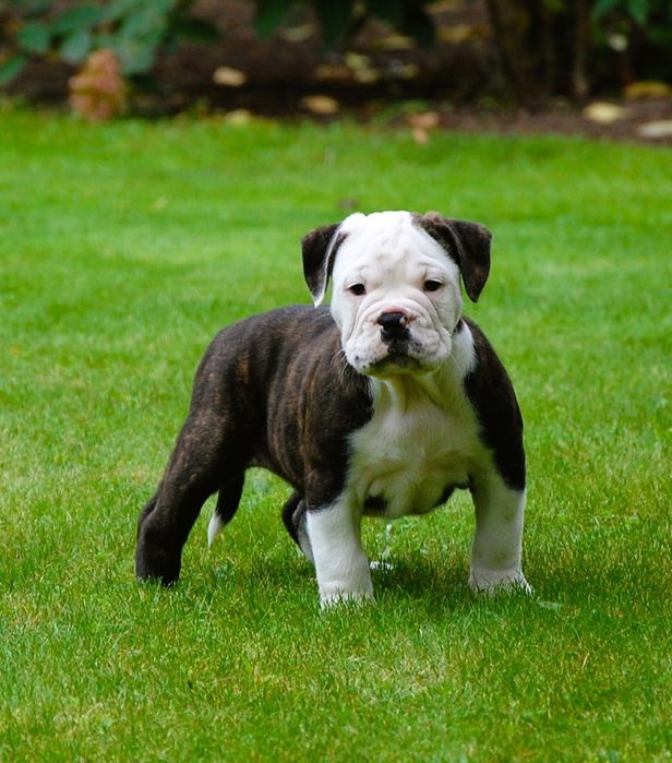 Bulldog kontynentalny continental bulldog sunia przepiękna