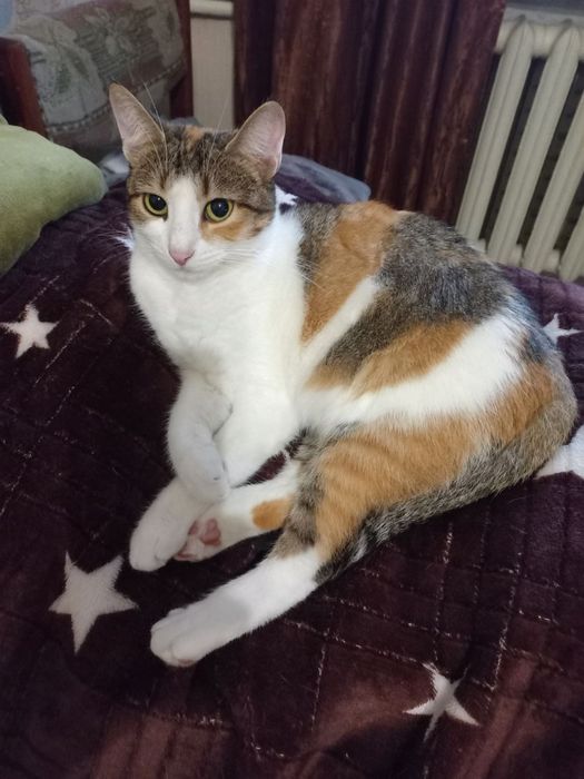 Дівчинка Нюша стерилізована