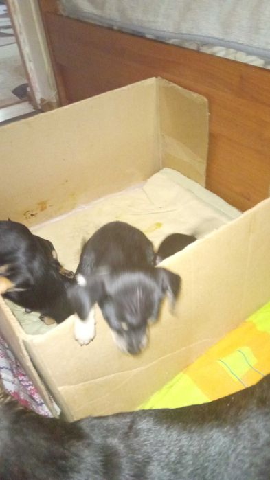 щенки той-терьера