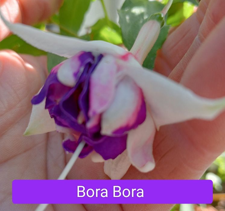 Фуксія вкорінені живці