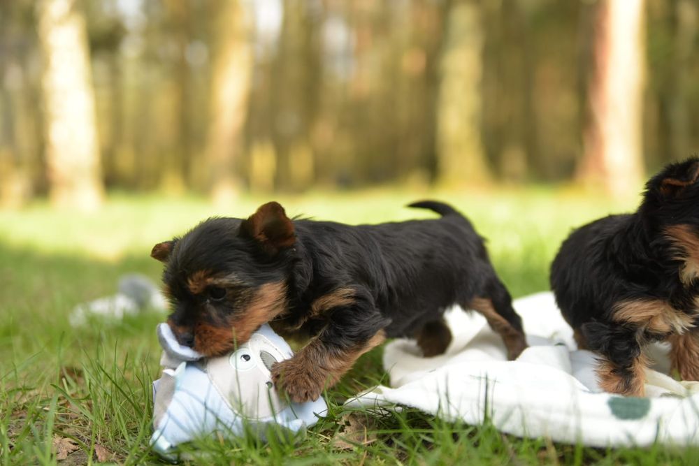 York Yorkshire terrier jeden trzech Muszkieterów chip paszport wyprawk